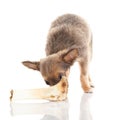 Dog and bone isolated on white background