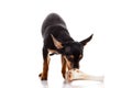 Dog and bone isolated on white background Royalty Free Stock Photo