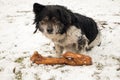 dog with a bone in the snow Royalty Free Stock Photo