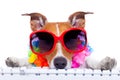 Dog booking online Royalty Free Stock Photo