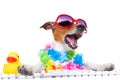 Dog booking online Royalty Free Stock Photo