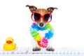 Dog booking online Royalty Free Stock Photo