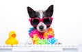 Dog booking online Royalty Free Stock Photo