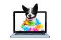 Dog booking online Royalty Free Stock Photo