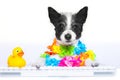 Dog booking online Royalty Free Stock Photo