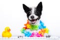 Dog booking online Royalty Free Stock Photo