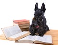 Dog with books