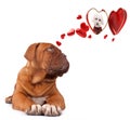 Dog Bordeaux inlove