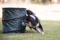 Dog, Border Collie, agility training Royalty Free Stock Photo