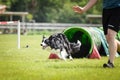 Dog Border collie in agility tunel. With best handler it is easy to win.