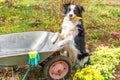 Dog border collie holding garden rake in mouth, wheelbarrow garden cart in garden background. Funny puppy dog as