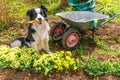Dog border collie holding garden rake in mouth, wheelbarrow garden cart in garden background. Funny puppy dog as