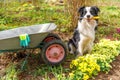 Dog border collie holding garden rake in mouth, wheelbarrow garden cart in garden background. Funny puppy dog as