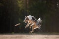 Dog border collie jump Royalty Free Stock Photo