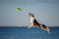 Dog border collie jump Royalty Free Stock Photo