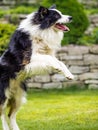 Dog, Border Collie, Jumping In Action