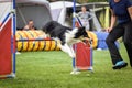 Dog Border collie is jumping agility.