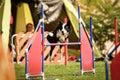 Dog Border collie is jumping agility. Amazing day on czech agility competition.