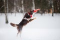 Dog jumping and catching a flying disc in mid-air Royalty Free Stock Photo