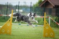 Blue merle border collie in agility competition Royalty Free Stock Photo