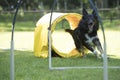 Dog, Border Collie, running agility hoopers Royalty Free Stock Photo