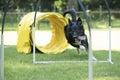 Dog, Border Collie, running agility hoopers Royalty Free Stock Photo