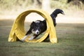 Dog, Border Collie, running through agility tunnel Royalty Free Stock Photo