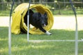 Dog, Border Collie, running through agility tunnel Royalty Free Stock Photo