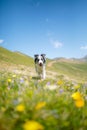 Dog border collie running at the camera at the sun in the mountains Royalty Free Stock Photo