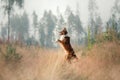 Dog border collie standing on its hind legs