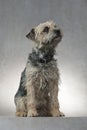 Dog, Border Terrier, sitting, looking up, studio shot, minimalist Royalty Free Stock Photo