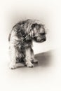 Dog, Border Terrier, Terrier, sitting, hairy, blac Royalty Free Stock Photo