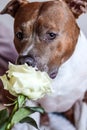 Dog with a bouquet. The dog smells the rose. American Staffordshire Terrier with flowers. Dog model. Postcard, photo