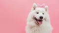 dog with bow on head, clean pastel background