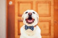 Dog with bow tie Royalty Free Stock Photo