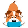 Dog With Bowl Royalty Free Stock Photo