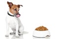 Dog bowl hungry meal eat Royalty Free Stock Photo