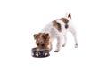 Dog bowl hungry meal eating isoleted on white background Royalty Free Stock Photo