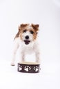 Dog bowl hungry meal eating oer white background Royalty Free Stock Photo