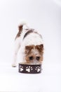 Dog bowl hungry meal eating over white background Royalty Free Stock Photo