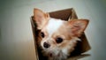 Dog in box