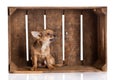 Dog in box isolated on white background Royalty Free Stock Photo