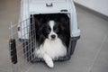 A dog in a box for safe travel. Papillon in a pet transport cage Royalty Free Stock Photo