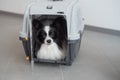 A dog in a box for safe travel. Papillon in a pet transport cage Royalty Free Stock Photo