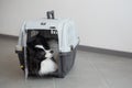 A dog in a box for safe travel. Papillon in a pet transport cage Royalty Free Stock Photo