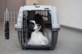 A dog in a box for safe travel. Papillon in a pet transport cage Royalty Free Stock Photo