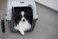 A dog in a box for safe travel. Papillon in a pet transport cage Royalty Free Stock Photo