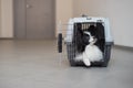 A dog in a box for safe travel. Papillon in a pet transport cage Royalty Free Stock Photo