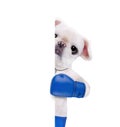Dog boxer with big blue gloves. Royalty Free Stock Photo
