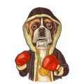 Dog boxer dressed in human in robe, gloves. Vintage black engraving
